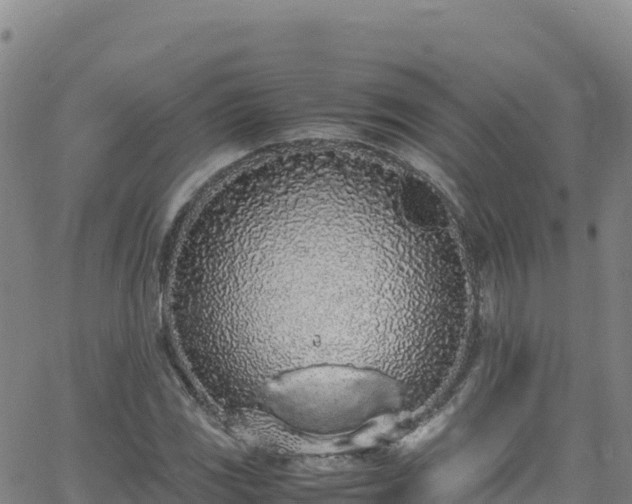 X0000062931117200601181303