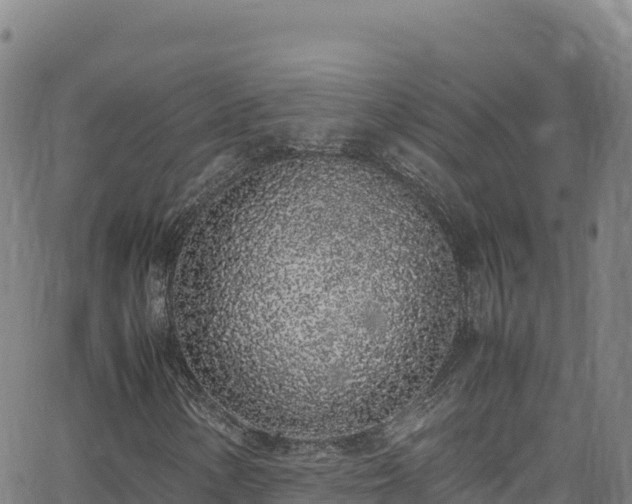 X0000062931154200601181302