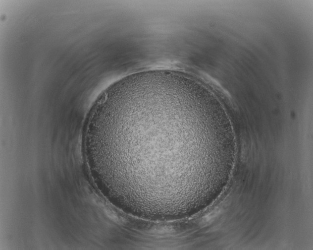 X0000062931174200601181302