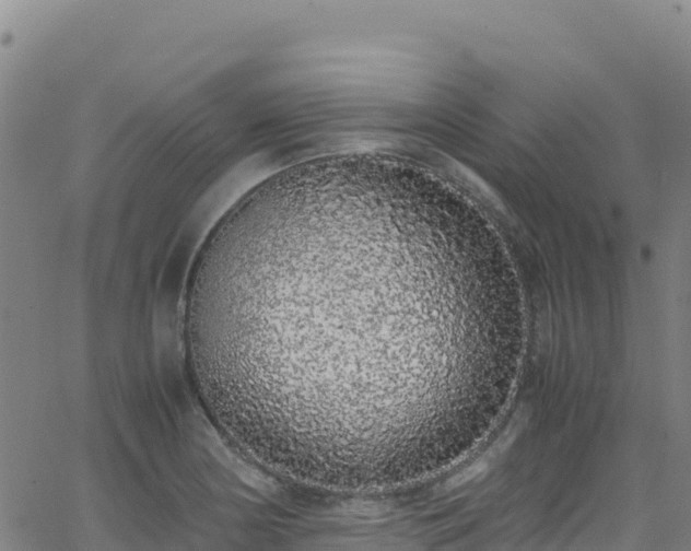 X0000062931178200601181302