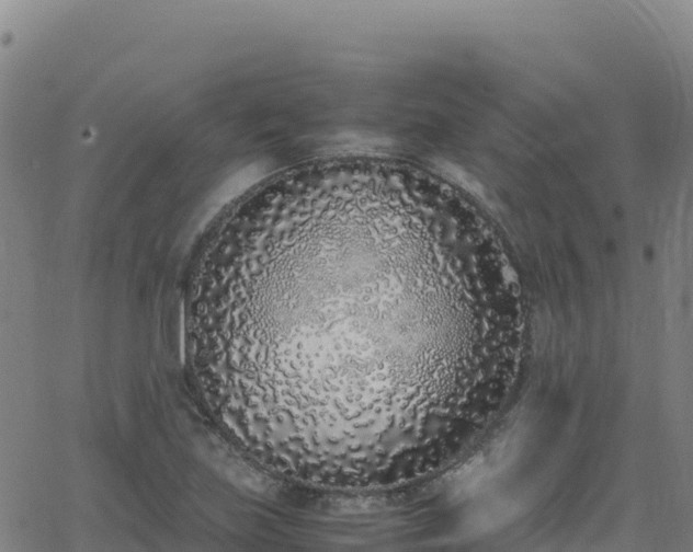 X0000062931219200601181301