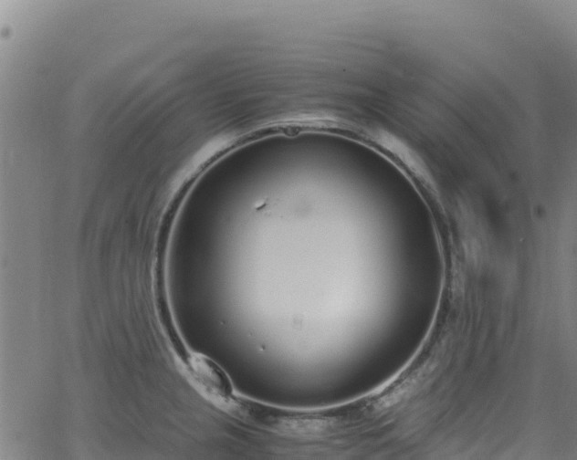 X0000062931237200601181301