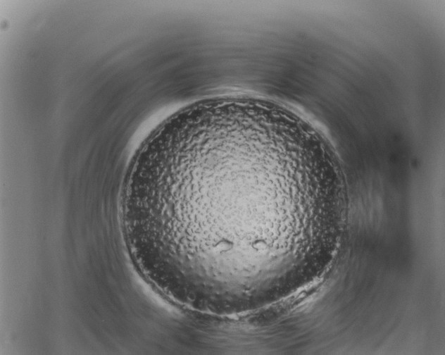 X0000062931239200601181301