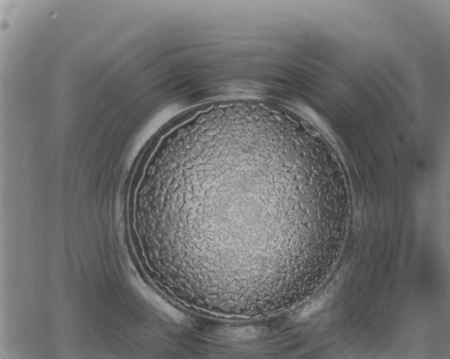 X0000062931243200601181301