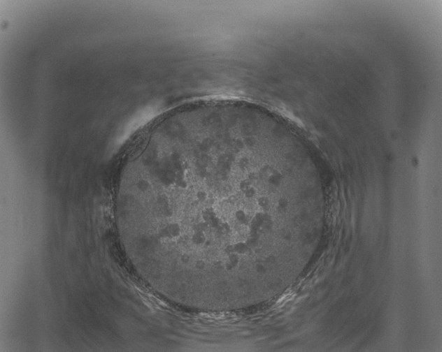 X0000062931255200601181301