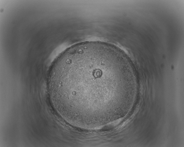 X0000062931263200601181301