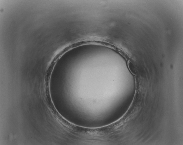 X0000062931264200601181301