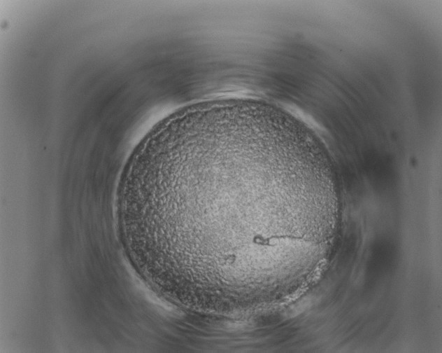 X0000062931423200601181258