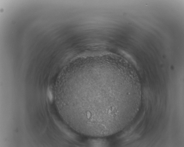 X0000062930069200601202037