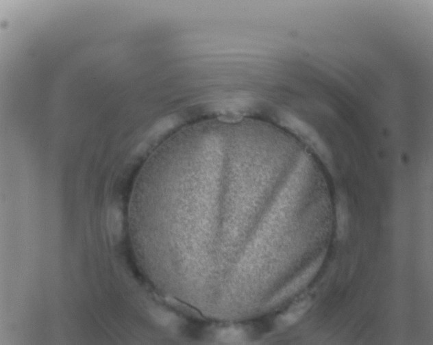 X0000062930113200601202037