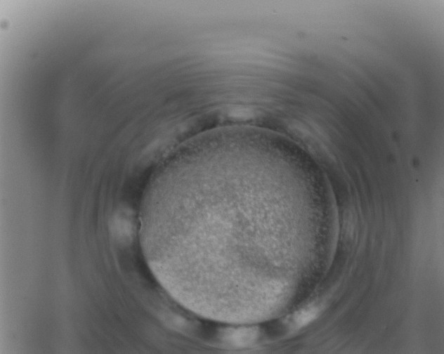 X0000062930135200601202036