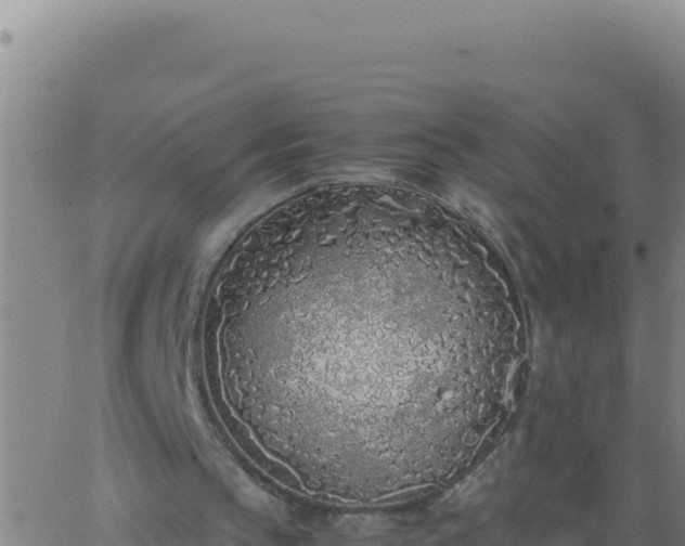 X0000062930145200601202035