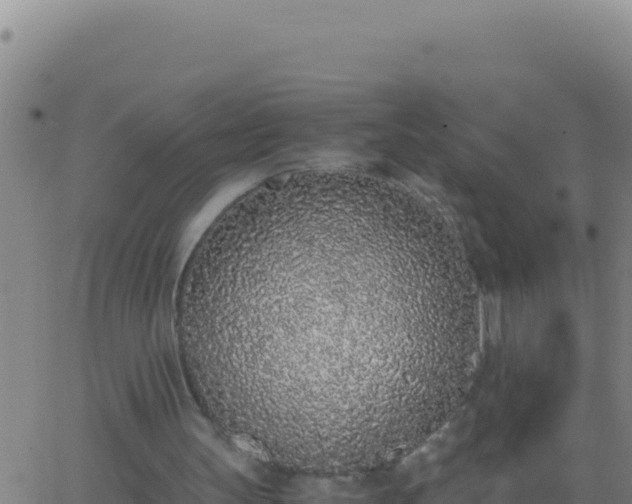 X0000062930147200601202035