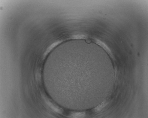 X0000062930155200601202035