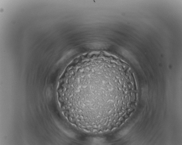 X0000062930165200601202036