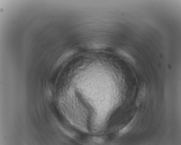 X0000062930166200601202036