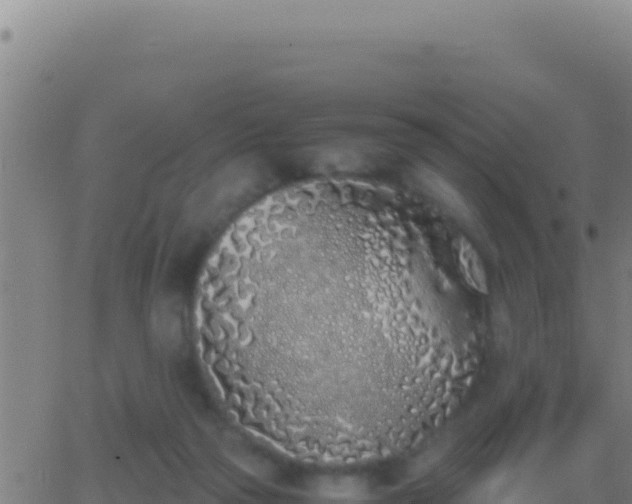 X0000062930169200601202036