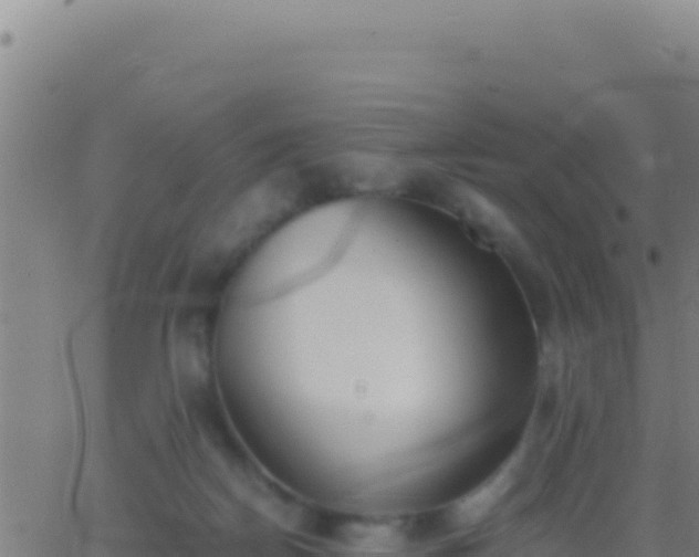 X0000062930170200601202036