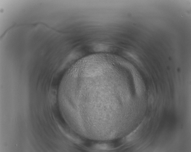 X0000062930171200601202036