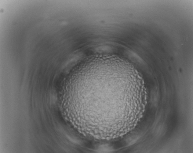 X0000062930173200601202036