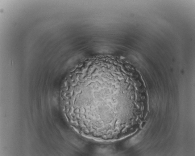 X0000062930175200601202036