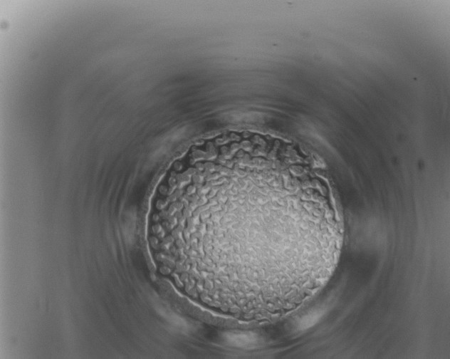 X0000062930189200601202036