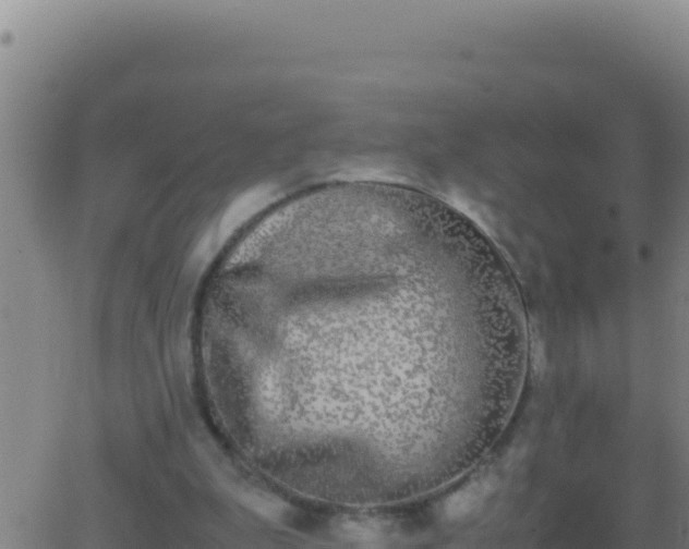 X0000062930199200601202035