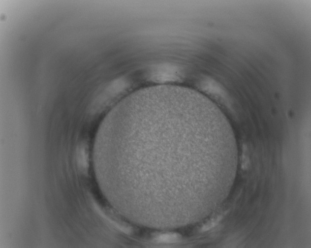 X0000062930210200601202035