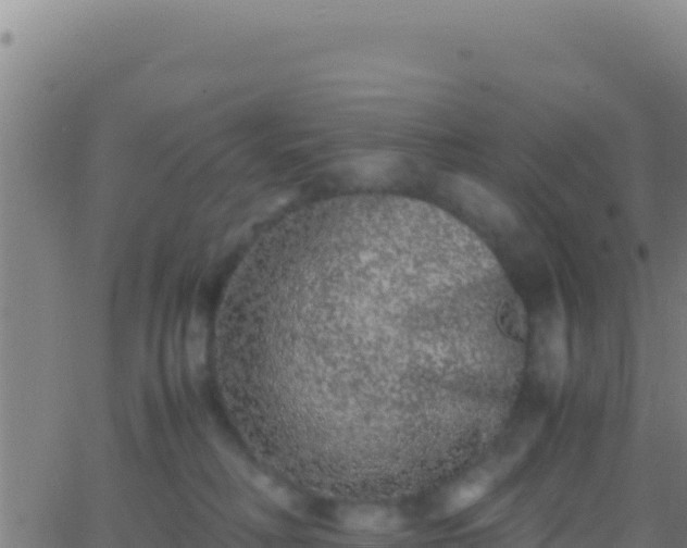 X0000062930230200601202035