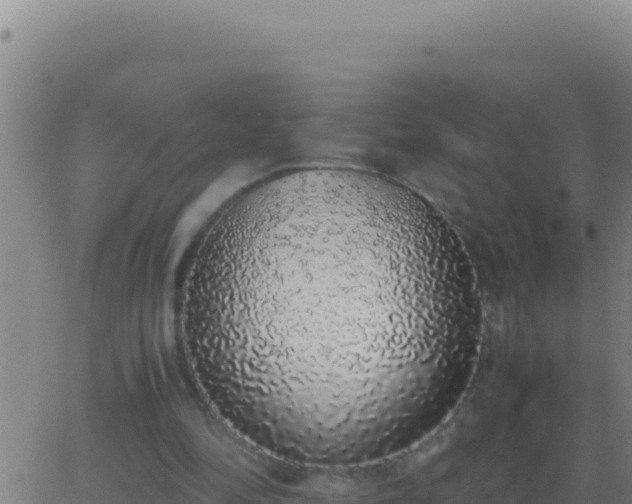 X0000062930294200601202034