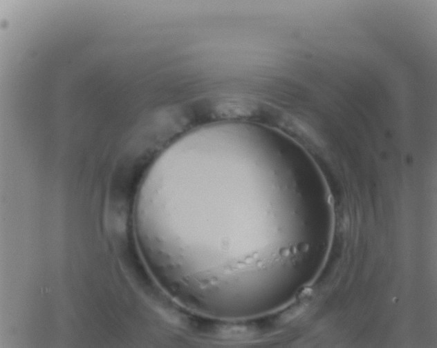 X0000062930315200601202033