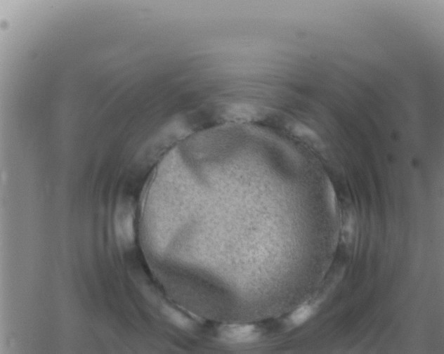 X0000062930334200601202033