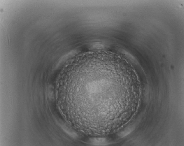 X0000062930361200601202032