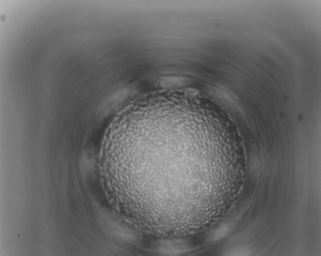 X0000062930367200601202033