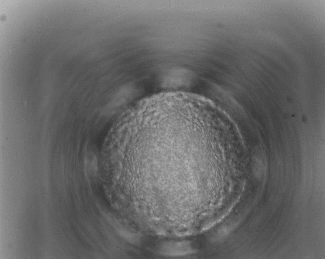 X0000062930375200601202033