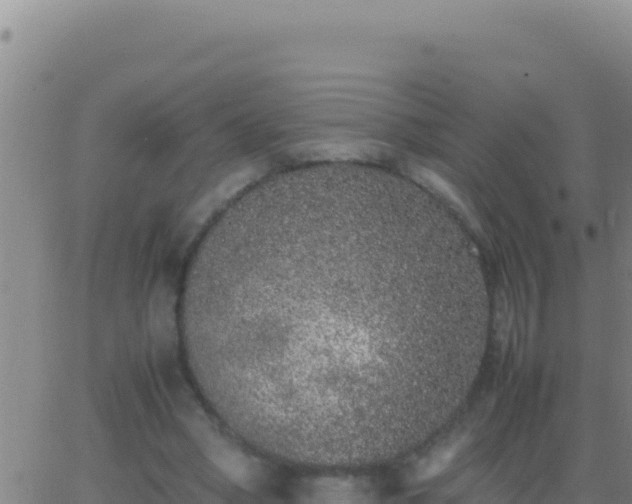 X0000062930394200601202032