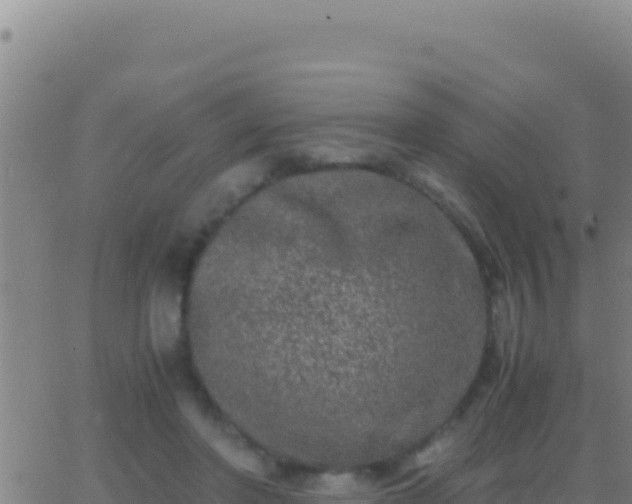 X0000062930406200601202032