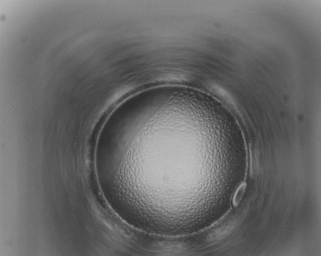 X0000062930435200601202031