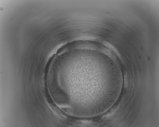 X0000062930436200601202031