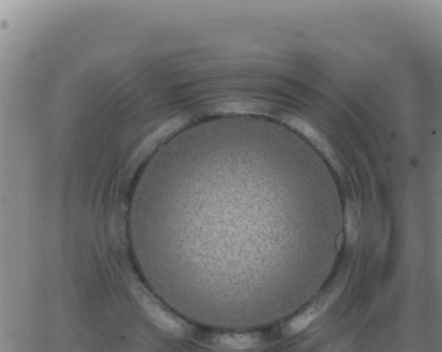 X0000062930445200601202031