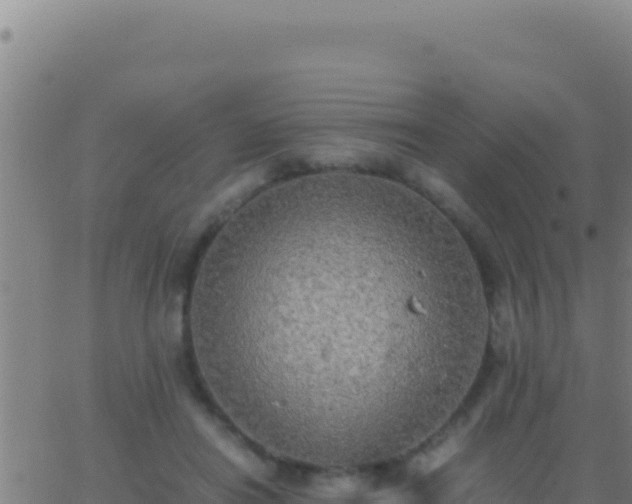 X0000062930454200601202031