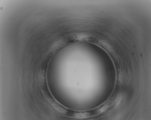 X0000062930461200601202031