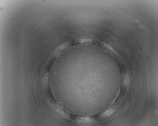 X0000062930475200601202031