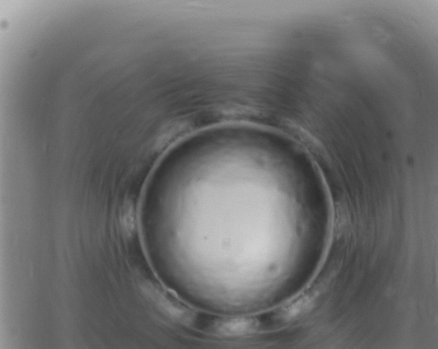 X0000062930479200601202031