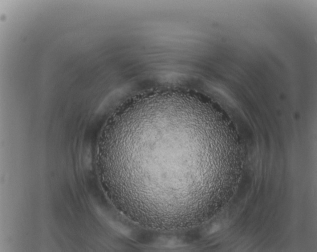 X0000062930502200601202030