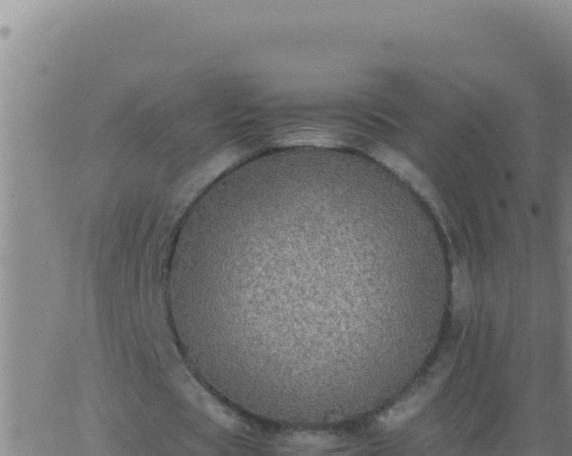 X0000062930529200601202029