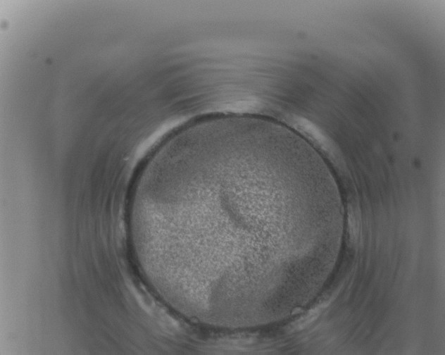 X0000062930532200601202029