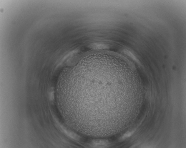 X0000062930549200601202029