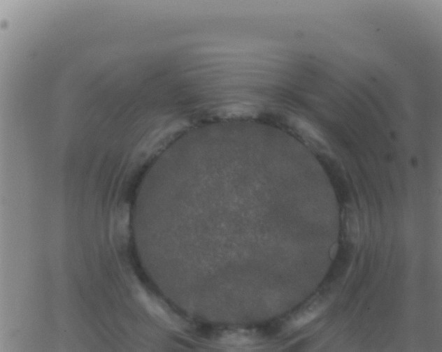 X0000062930550200601202029