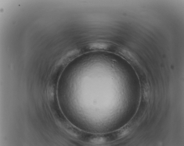 X0000062930551200601202029